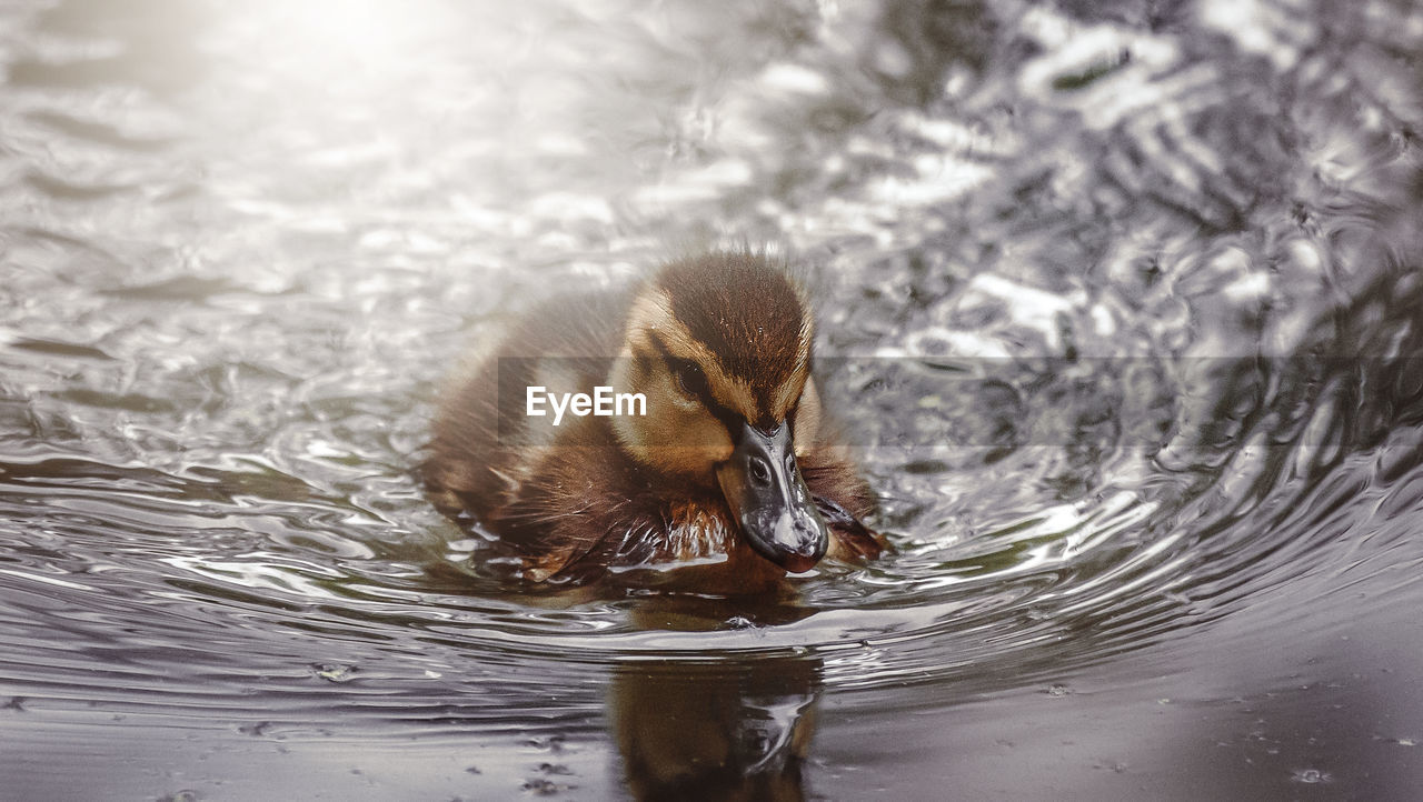 Duckling swimming in lake