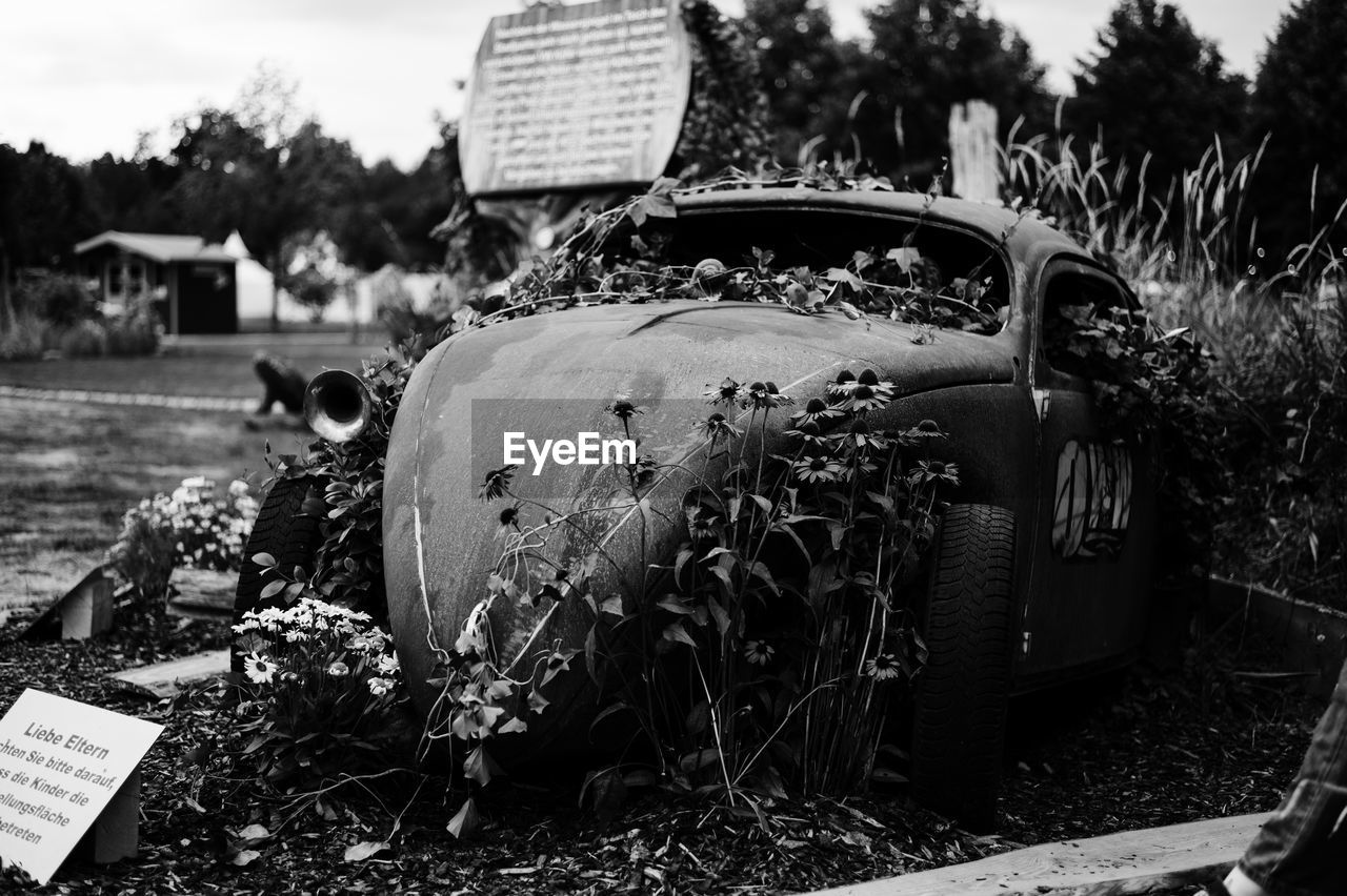 ABANDONED CAR ON FIELD BY PLANTS