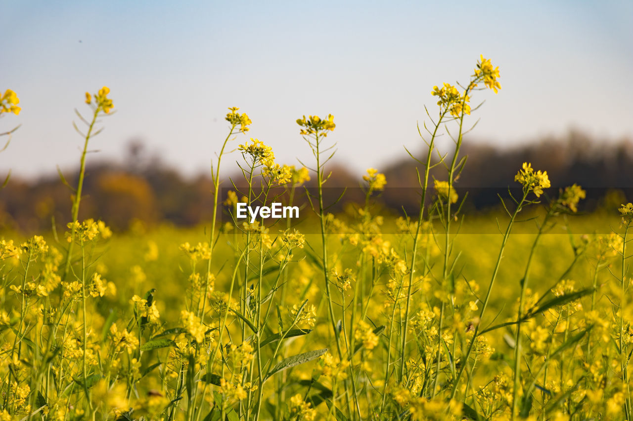 Yellow flowering plants on field against sky