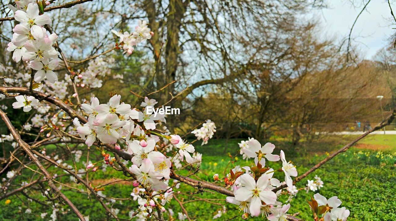 Close-up of white flowers against trees