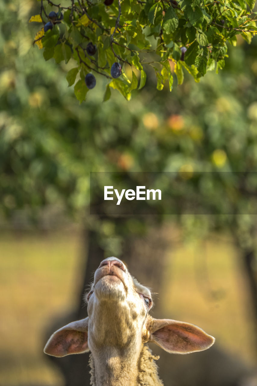 Close-up of sheep looking up against trees