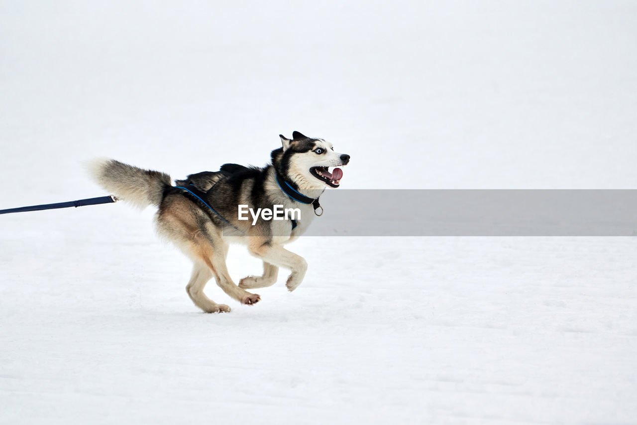 Running husky dog on sled dog racing. winter dog sport sled competition. siberian husky dog