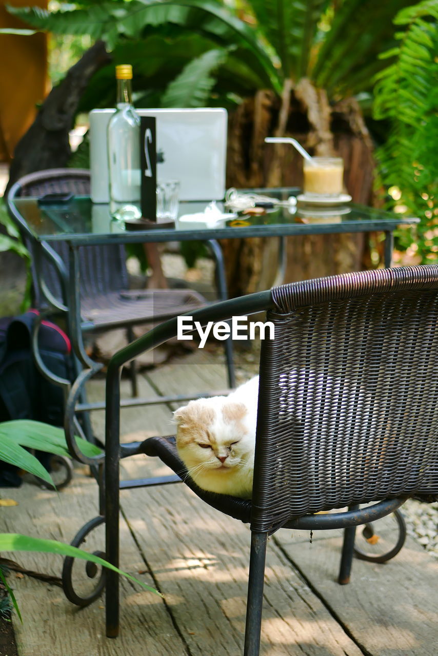 CAT SITTING IN BASKET ON TABLE AT HOME