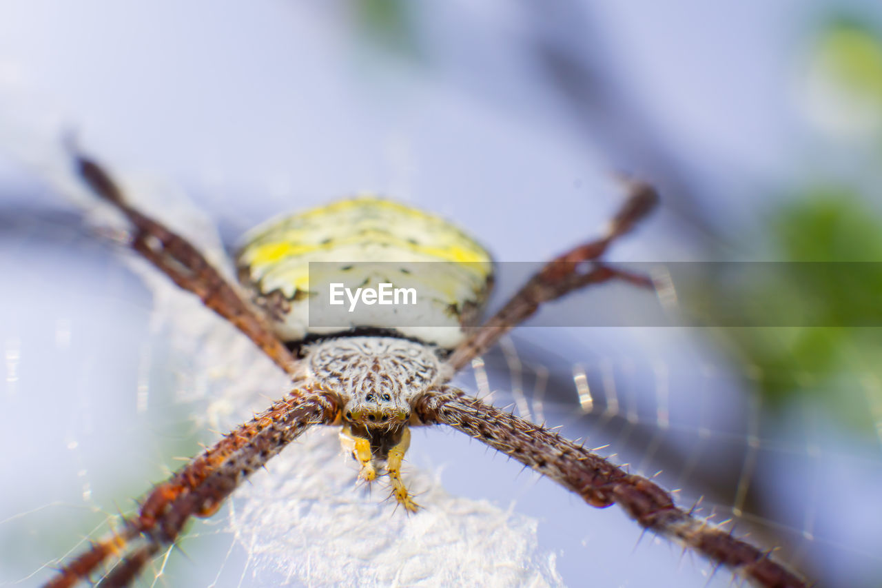 CLOSE-UP OF INSECT ON LEAF