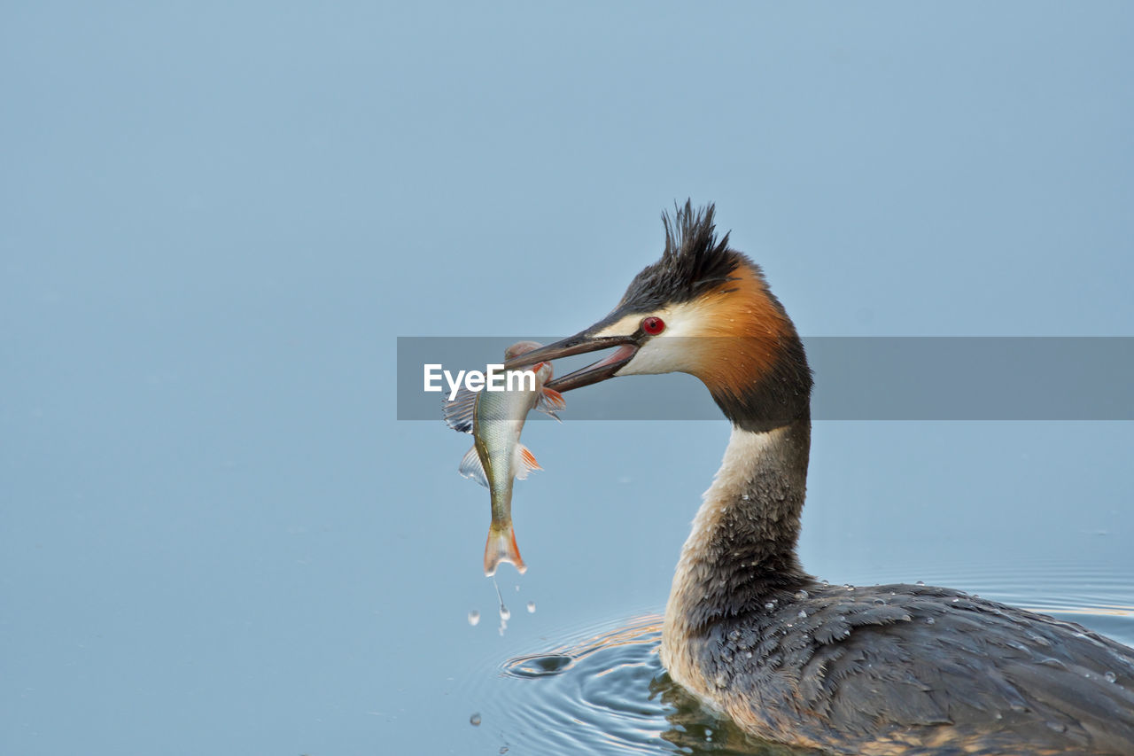 Great crested grebe with a fish in the beak