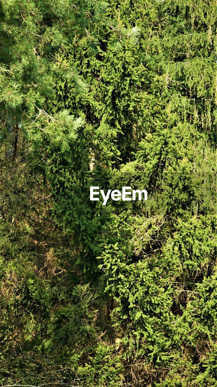 HIGH ANGLE VIEW OF TREES AND PLANTS GROWING IN FOREST