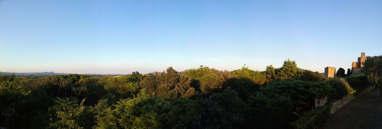 TREES ON LANDSCAPE AGAINST CLEAR BLUE SKY