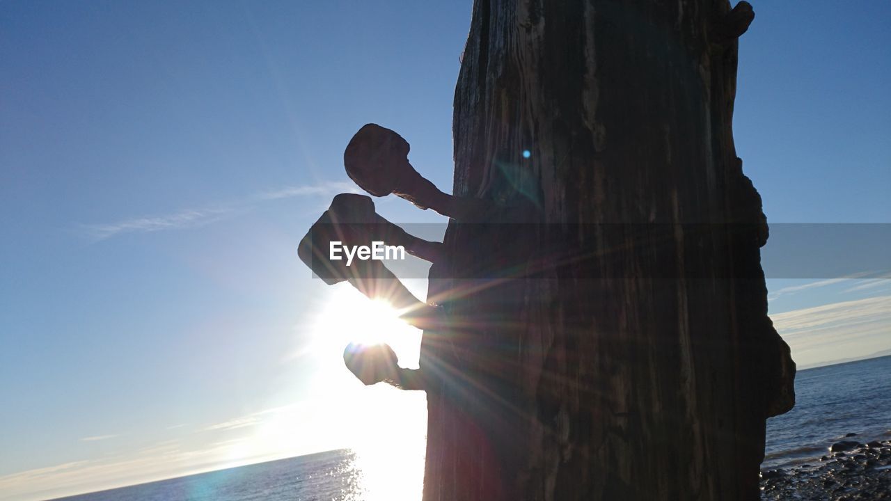 CLOSE-UP OF TREE AGAINST SEA AT SUNSET