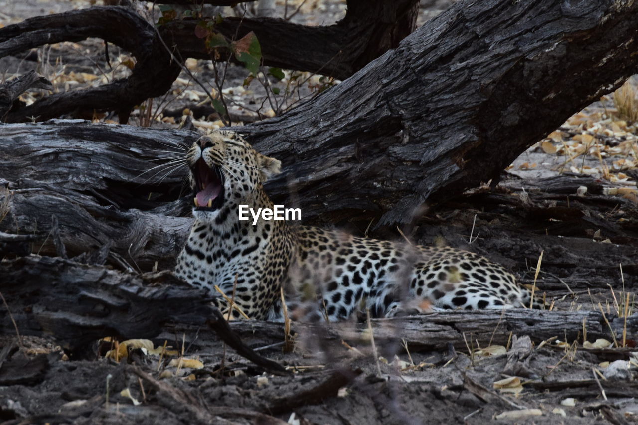 Animal yamning