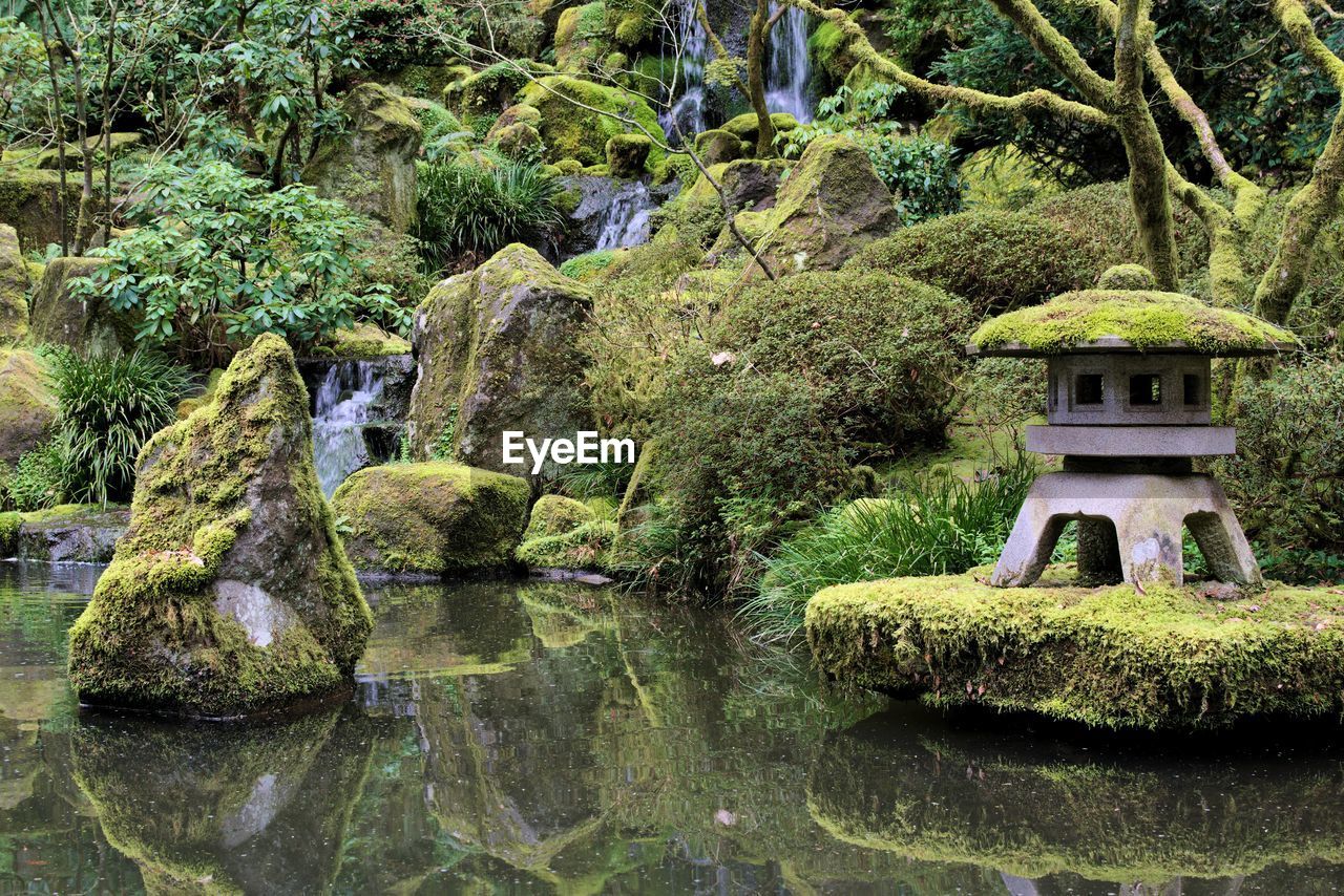 Scenic view of pond in japanese garden