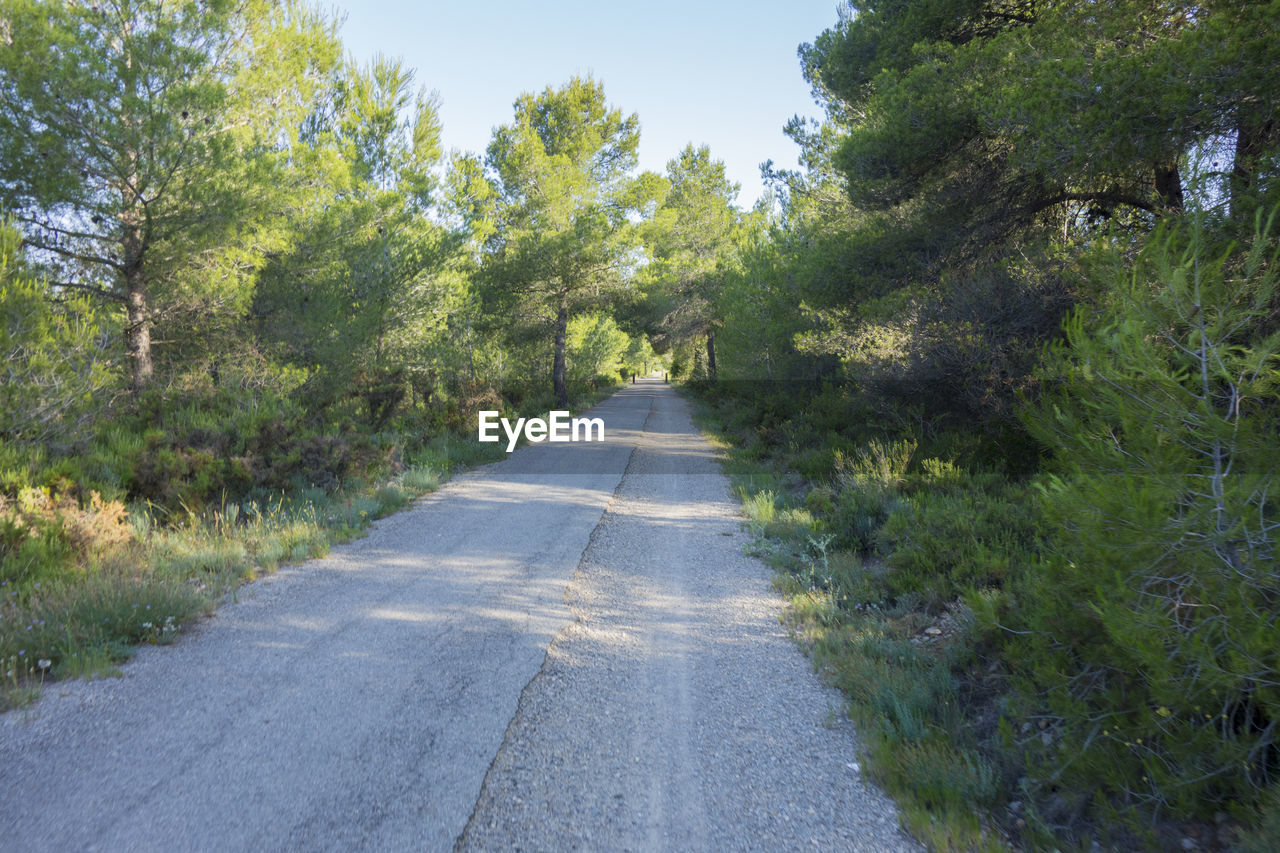 Road amidst trees against sky