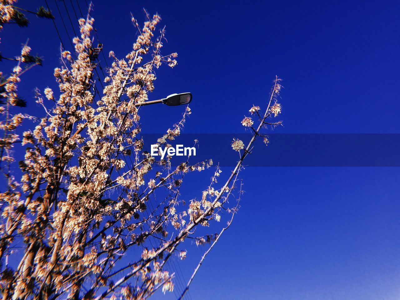 LOW ANGLE VIEW OF BLOOMING TREE AGAINST BLUE SKY