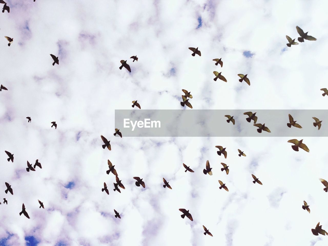 Low angle view of birds flying against sky