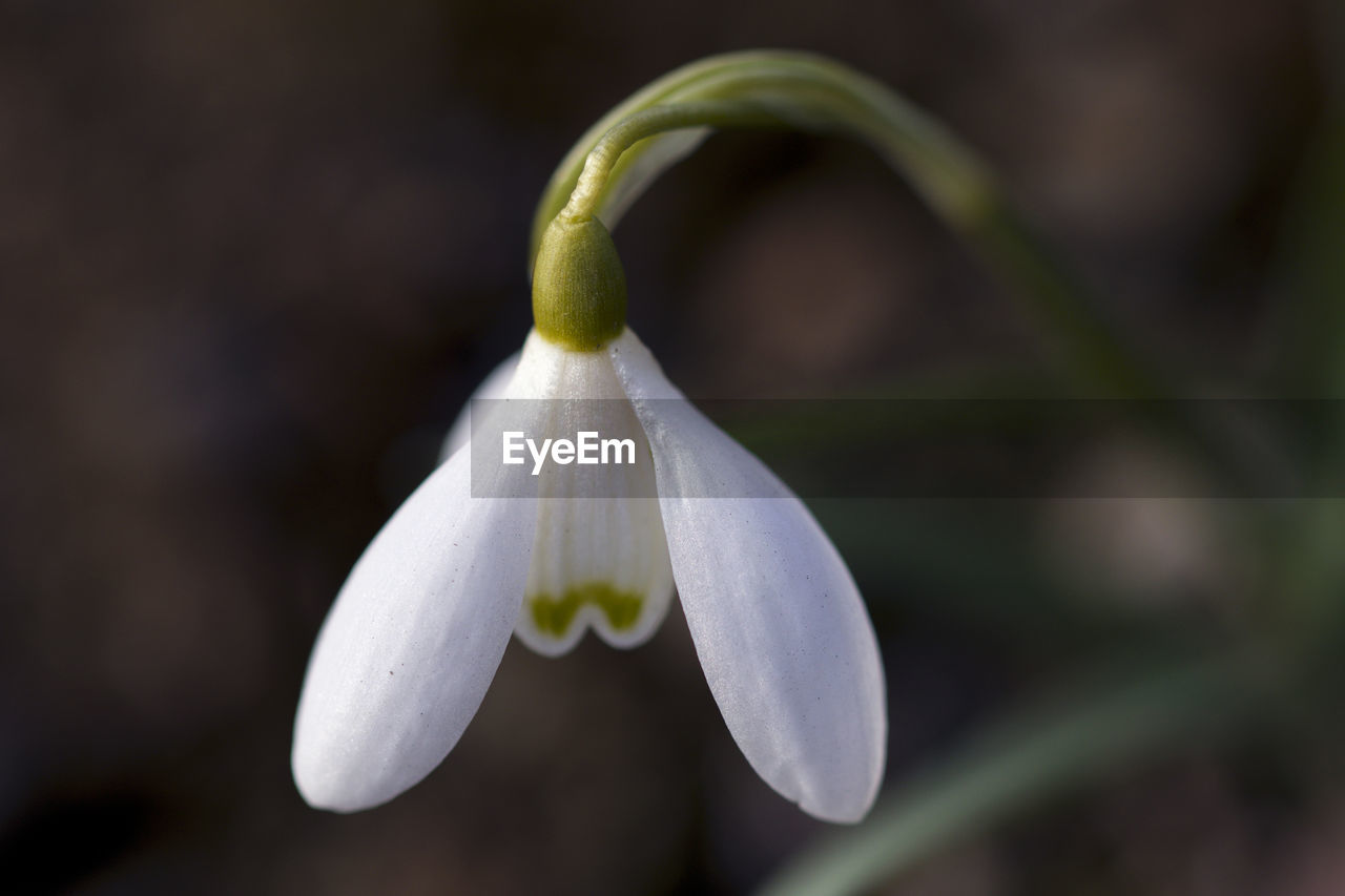 Close-up of white flowering plant