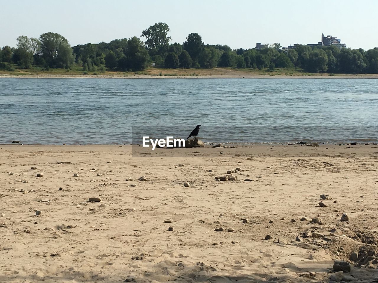 VIEW OF BIRD ON BEACH