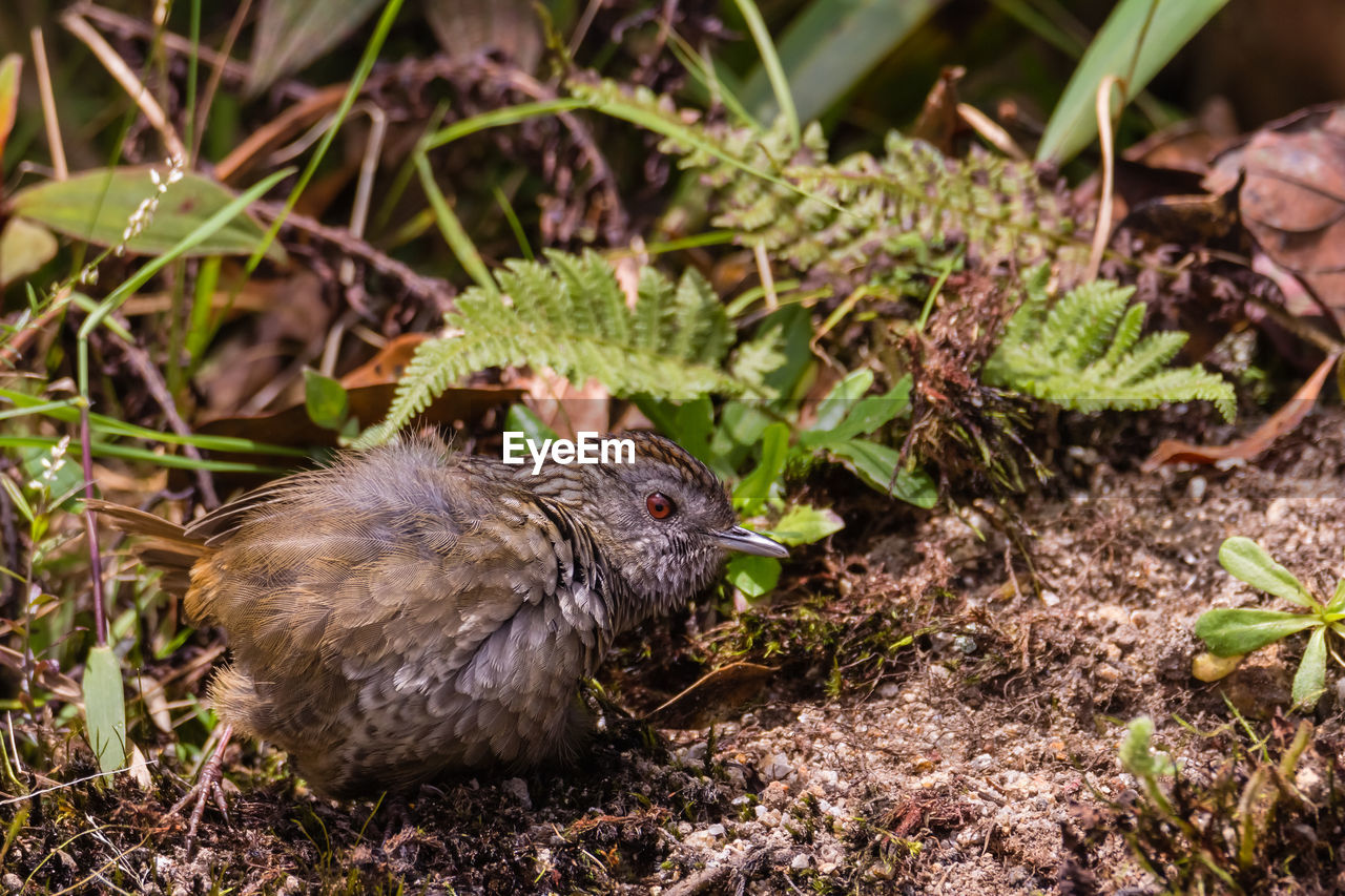 CLOSE-UP OF DEAD BIRD ON FIELD