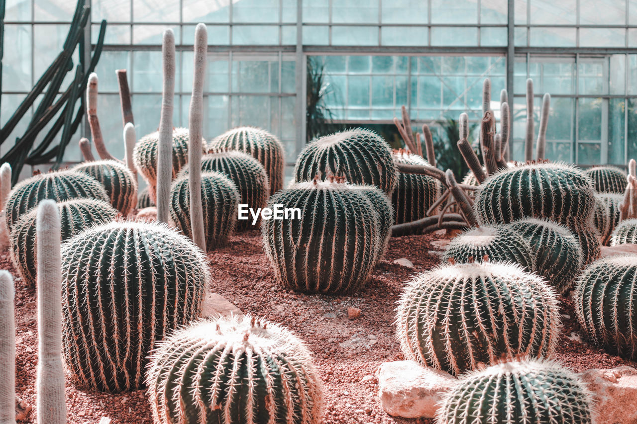 CLOSE-UP OF SUCCULENT PLANT IN GREENHOUSE