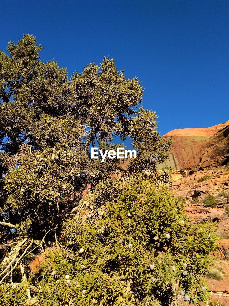 TREES AGAINST CLEAR SKY