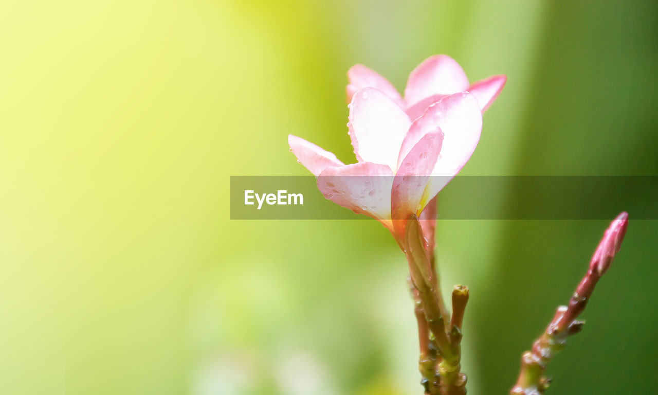 Close-up of pink flower