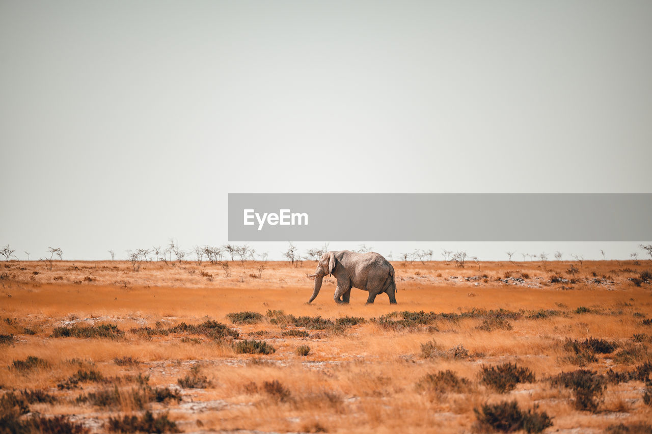 A lone elephant in the african savannah in namibia.