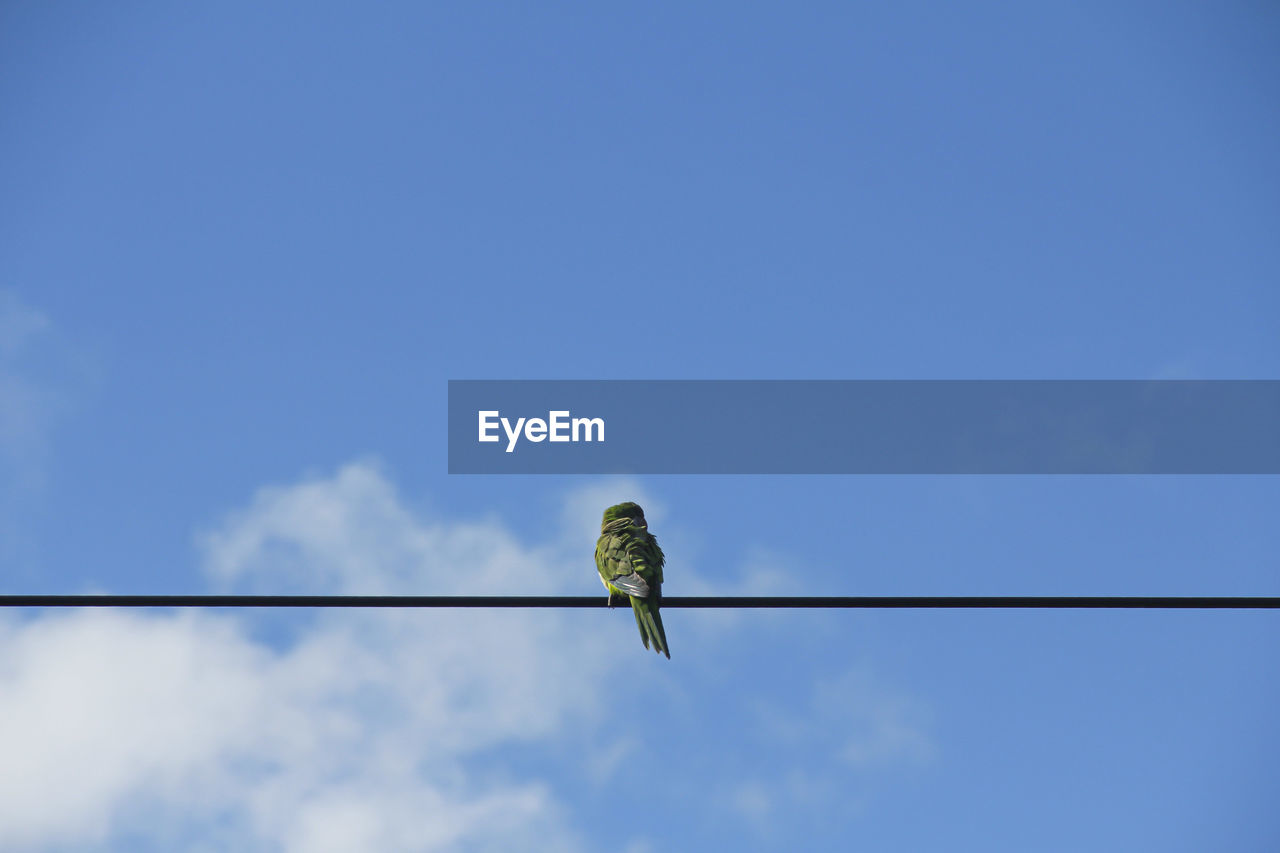 LOW ANGLE VIEW OF BIRD ON CABLE AGAINST SKY