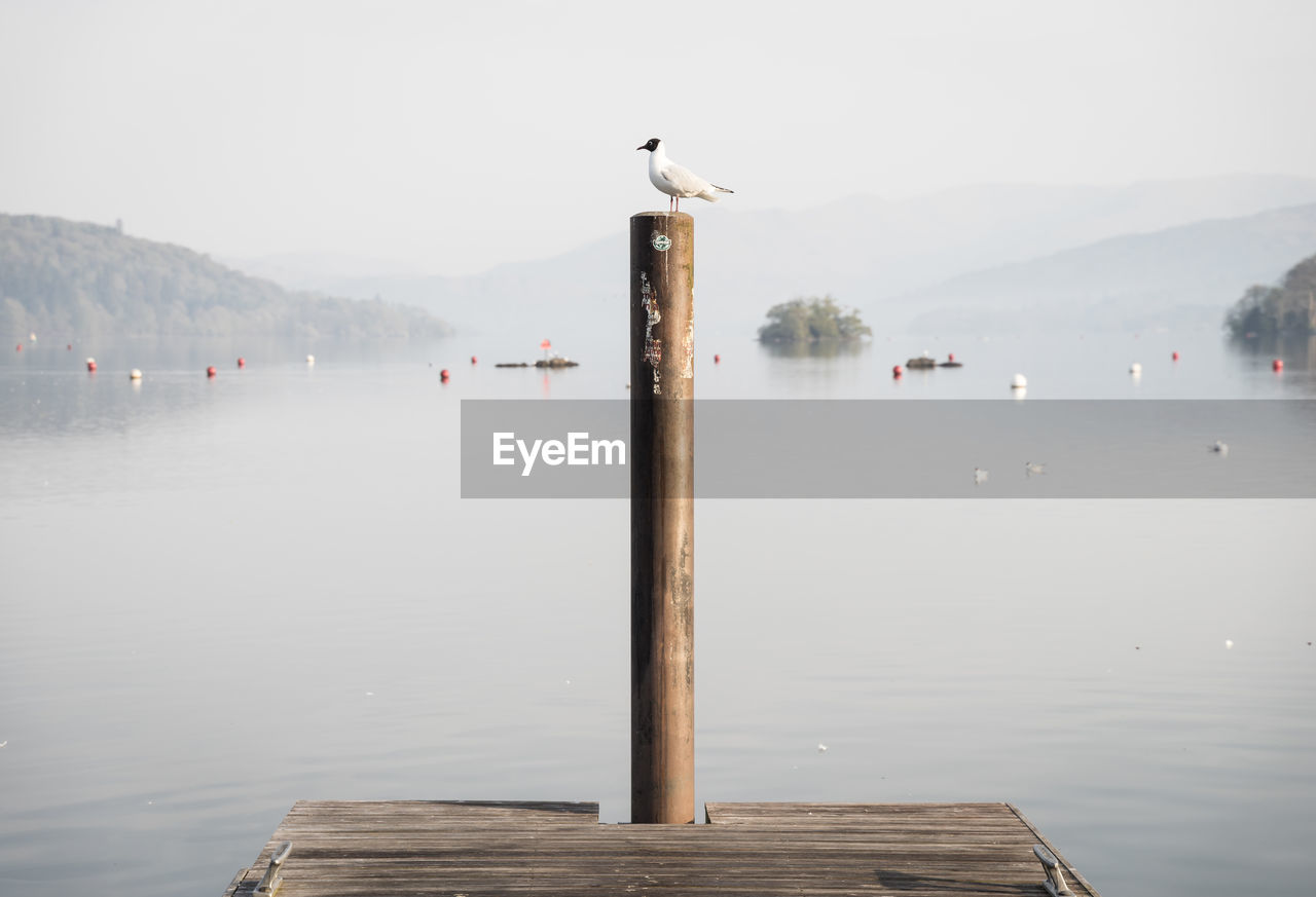 Seagulls perching on wooden post