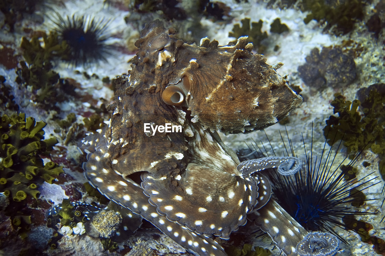 CLOSE-UP OF FISH IN SEA