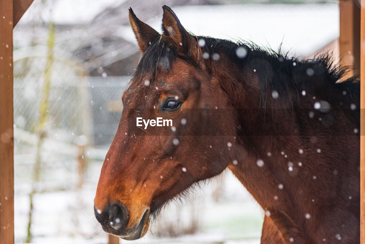 A horse in a paddock on a windy winter day. visible snowflakes, wind and frost. close-up of  horse