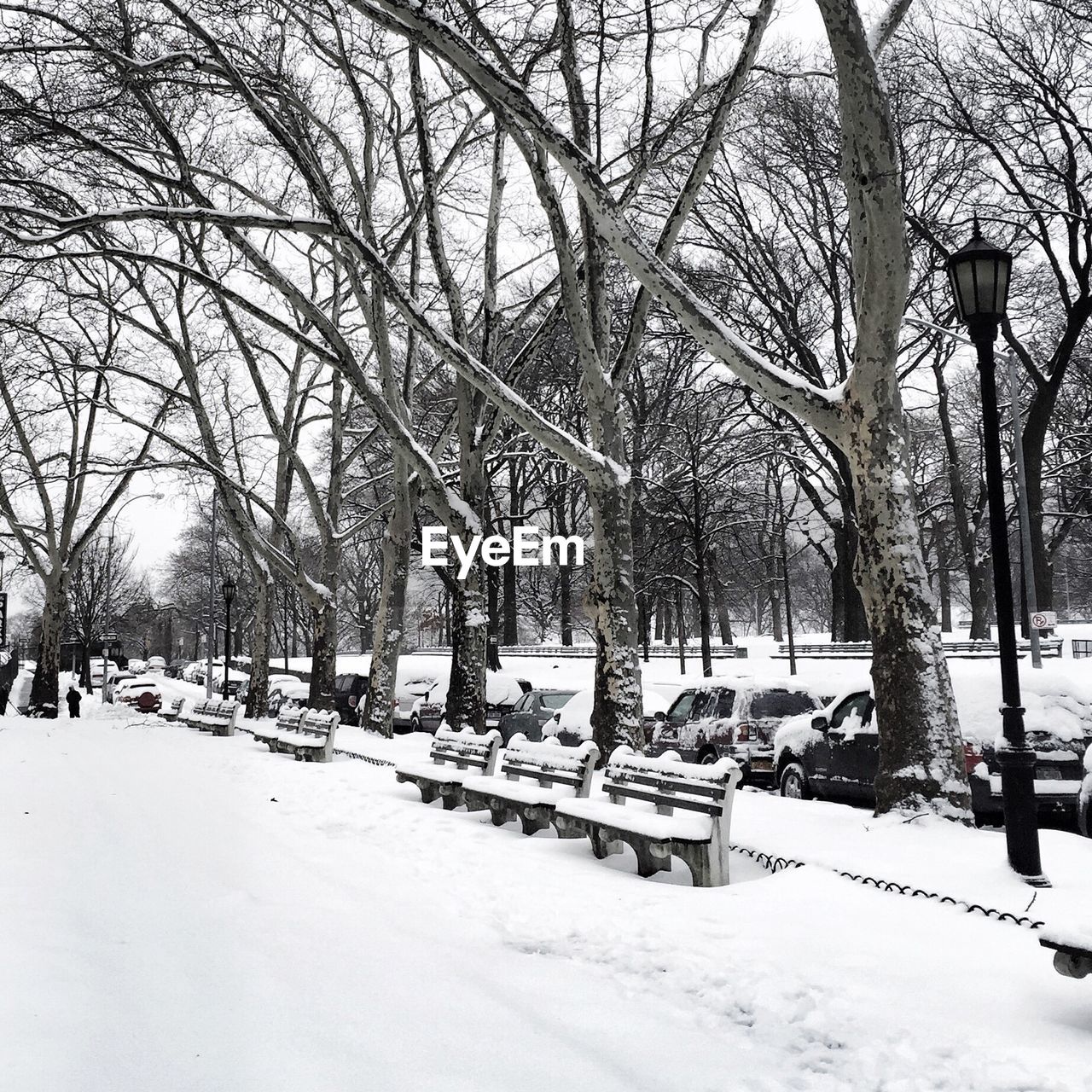 Frozen park benches and trees during winter