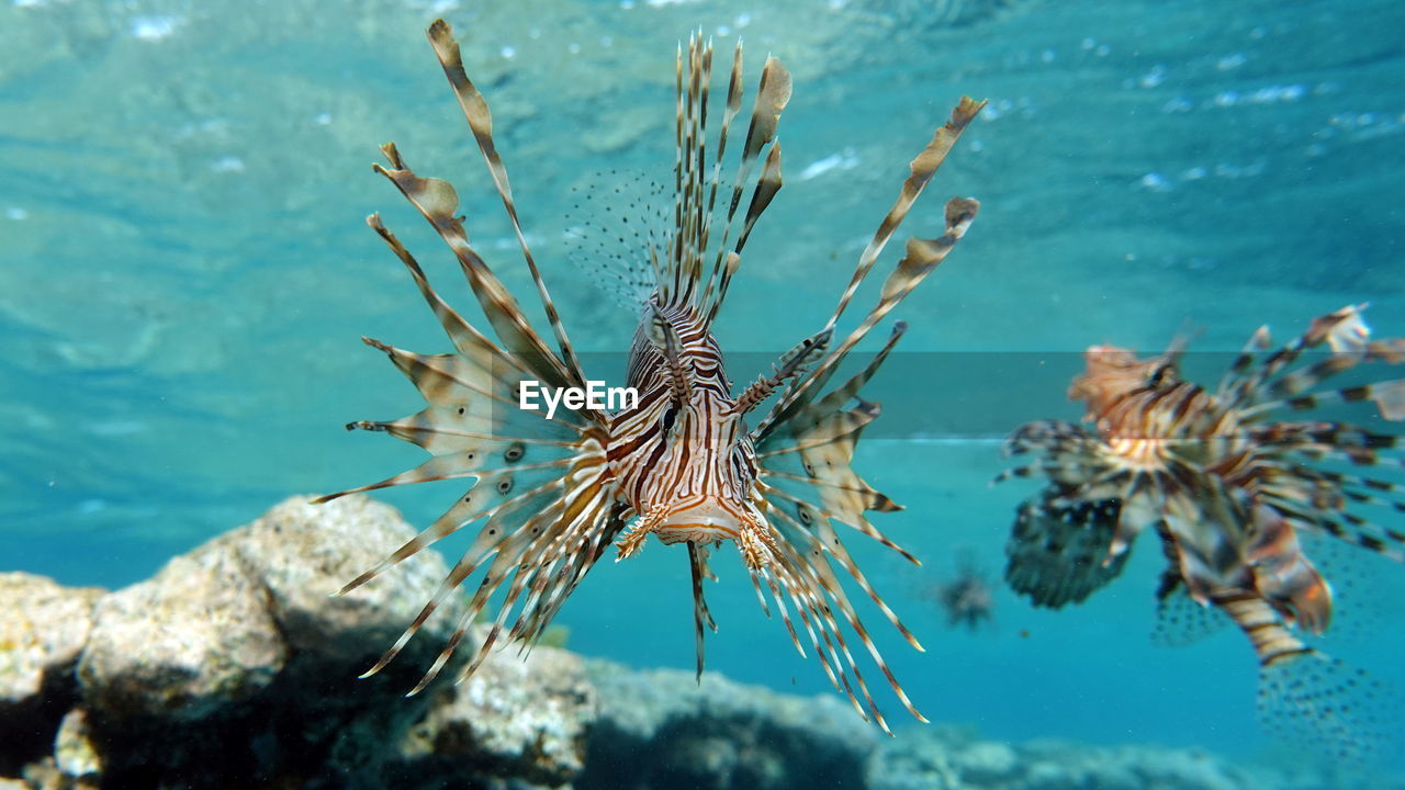 Lion fish in the red sea in clear blue water hunting for food .