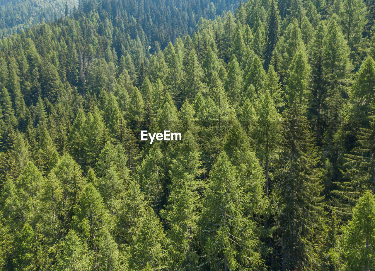 HIGH ANGLE VIEW OF PINE TREE