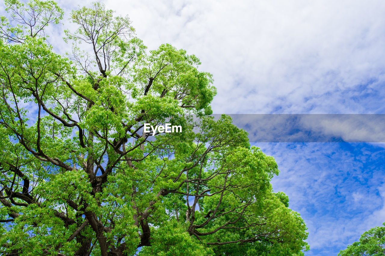 Low angle view of trees against sky