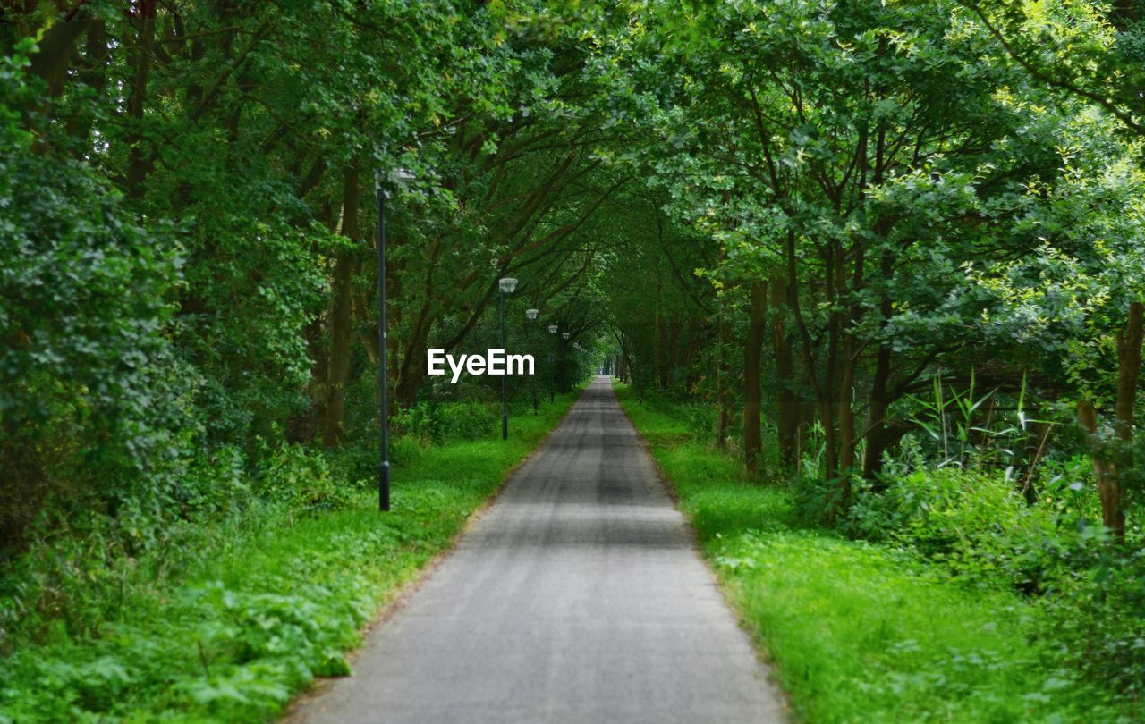 PATHWAY ALONG TREES