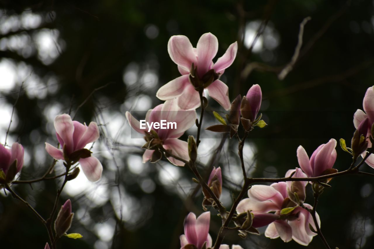 plant, flower, flowering plant, pink, beauty in nature, freshness, blossom, fragility, tree, nature, growth, branch, close-up, petal, springtime, spring, macro photography, no people, flower head, inflorescence, magnolia, focus on foreground, botany, outdoors, bud, leaf, twig