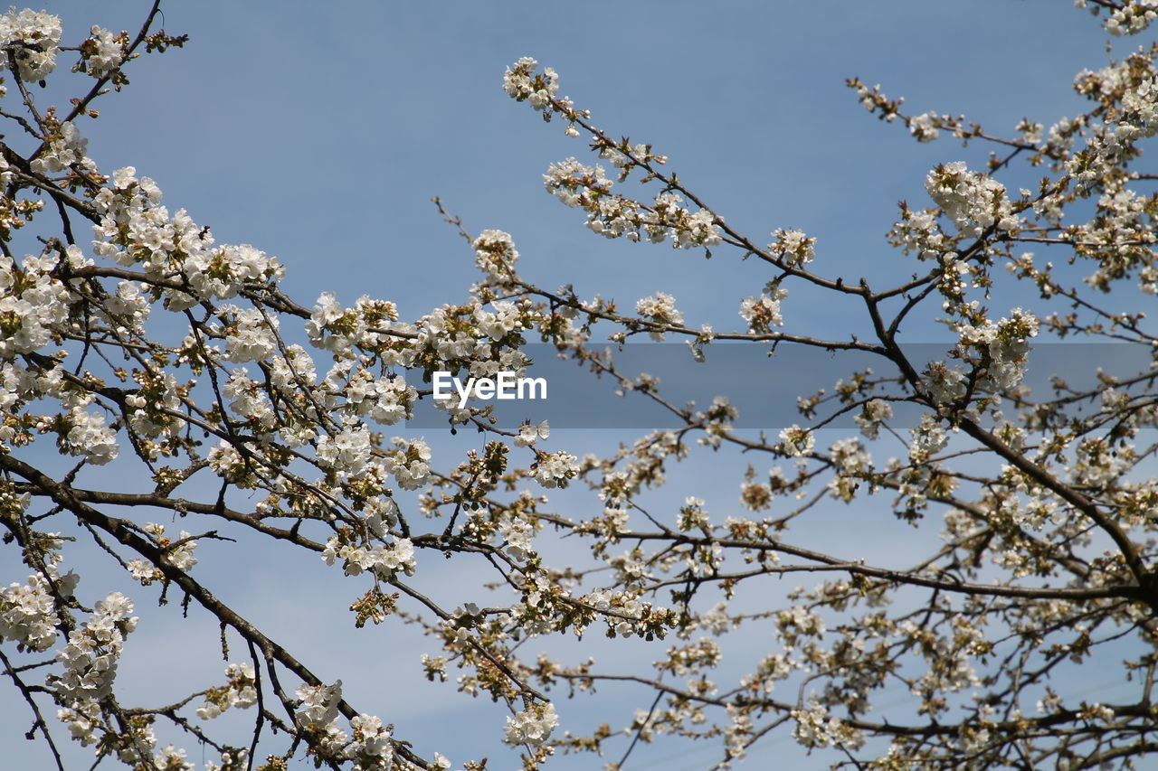 Low angle view of flowers blooming on tree