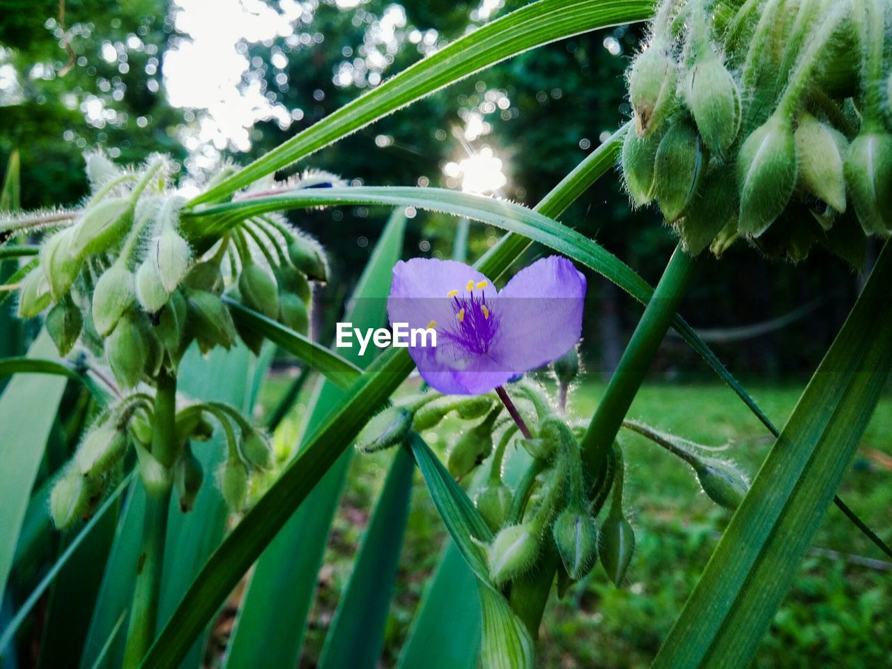 Close-up of purple flowering plants growing on field