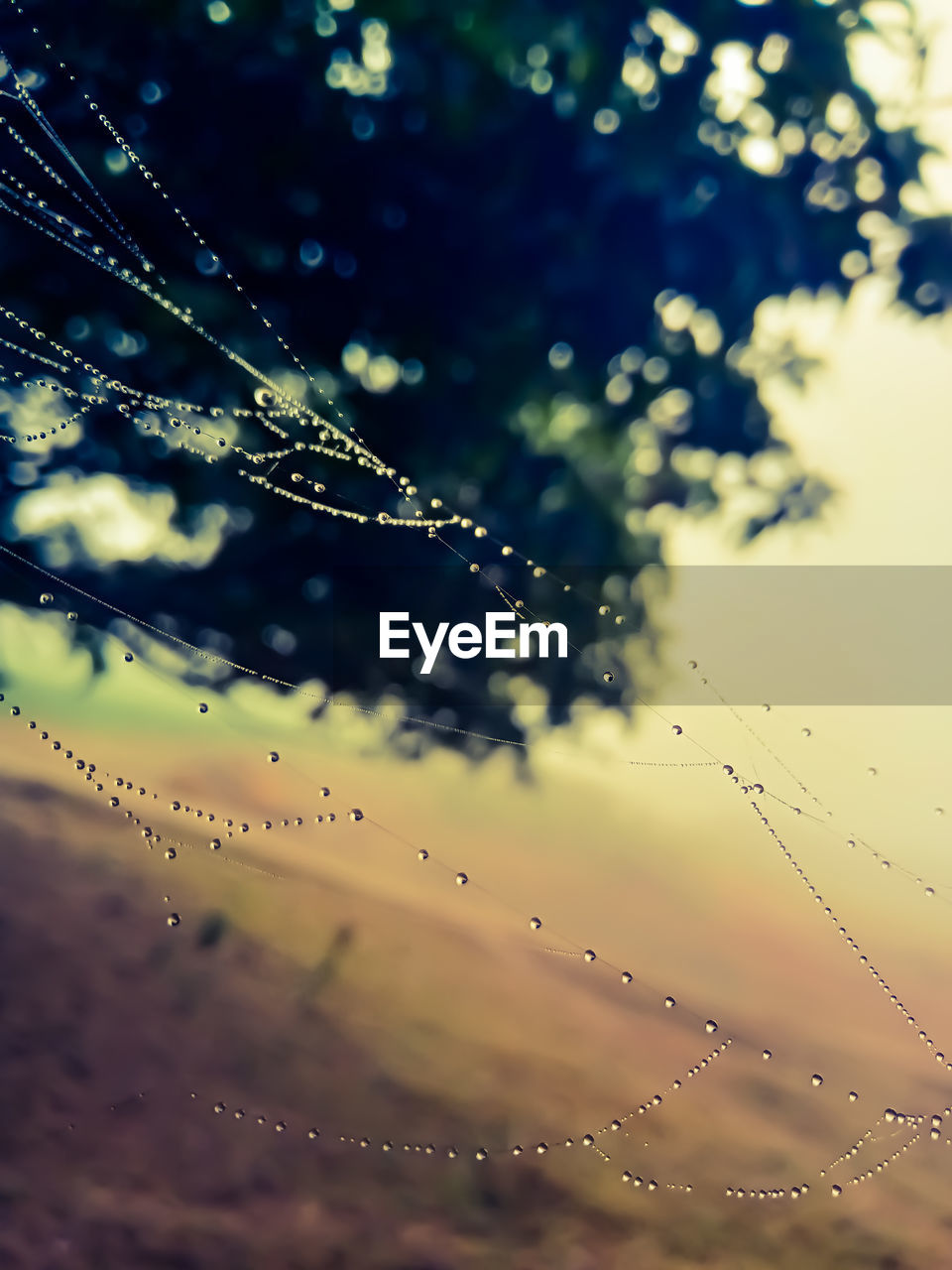 CLOSE-UP OF WET SPIDER WEB AGAINST SKY
