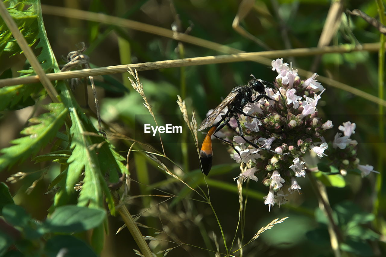 Wasp on hunting at a blossom