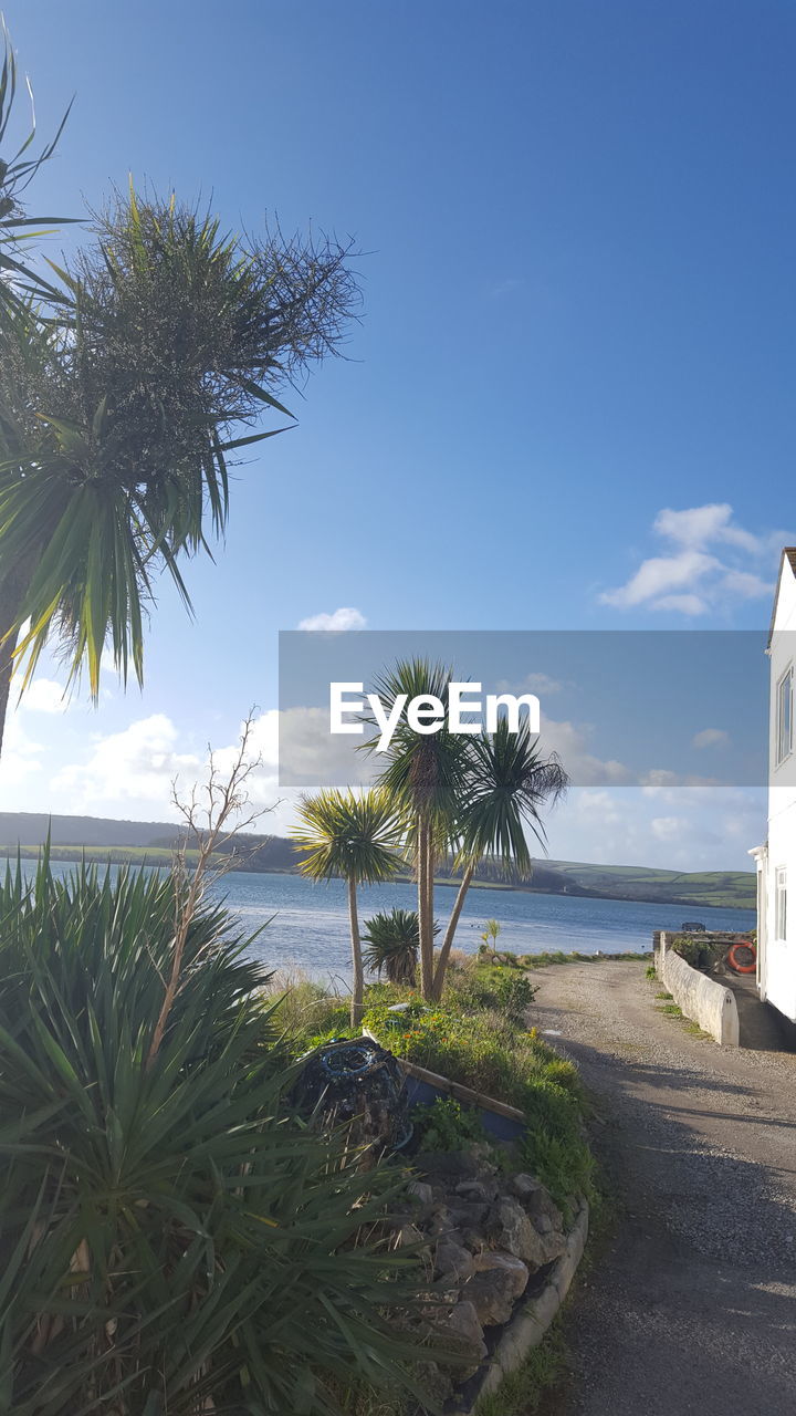 SCENIC VIEW OF PALM TREES ON BEACH AGAINST SKY