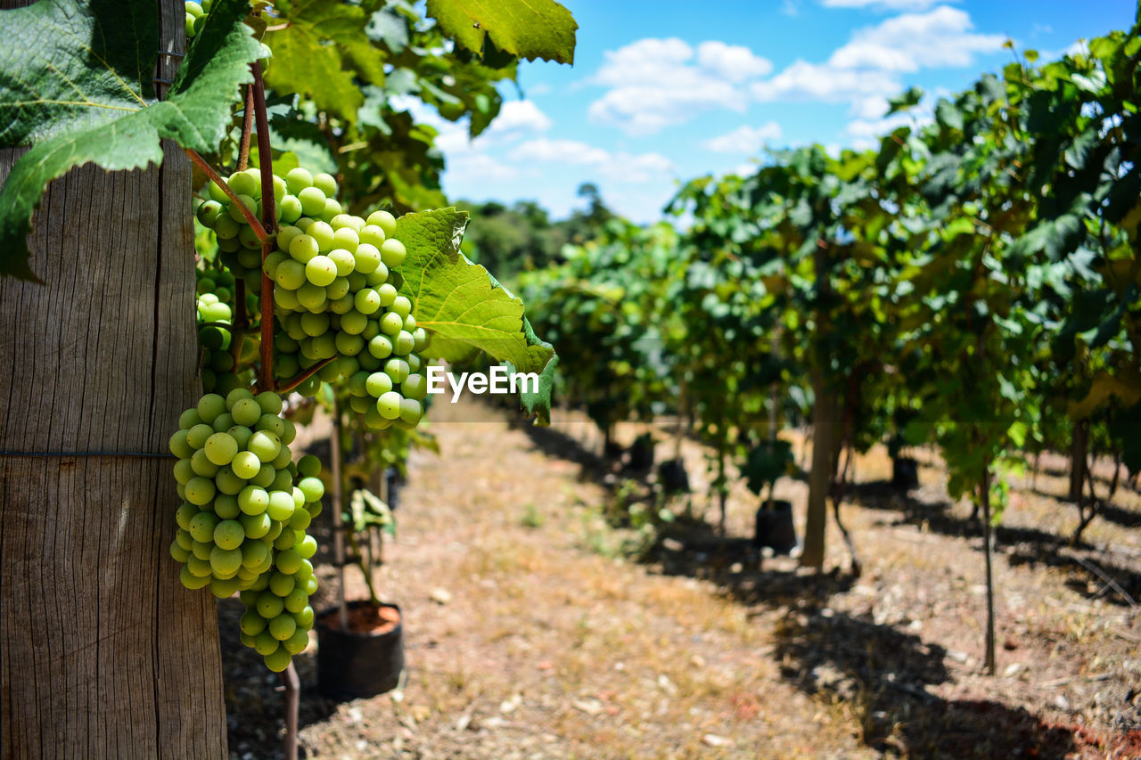 Grapes growing in vineyard