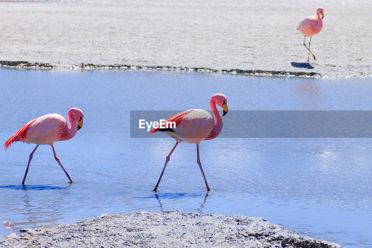 BIRDS DRINKING WATER