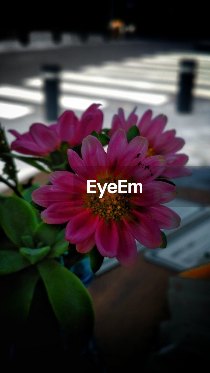 CLOSE-UP OF FLOWER BLOOMING OUTDOORS