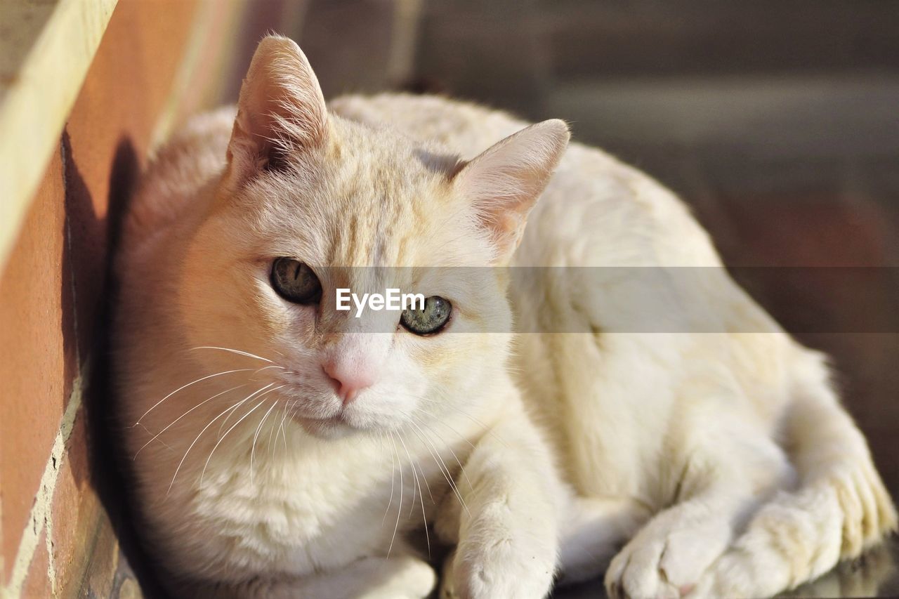 Close-up portrait of a cat