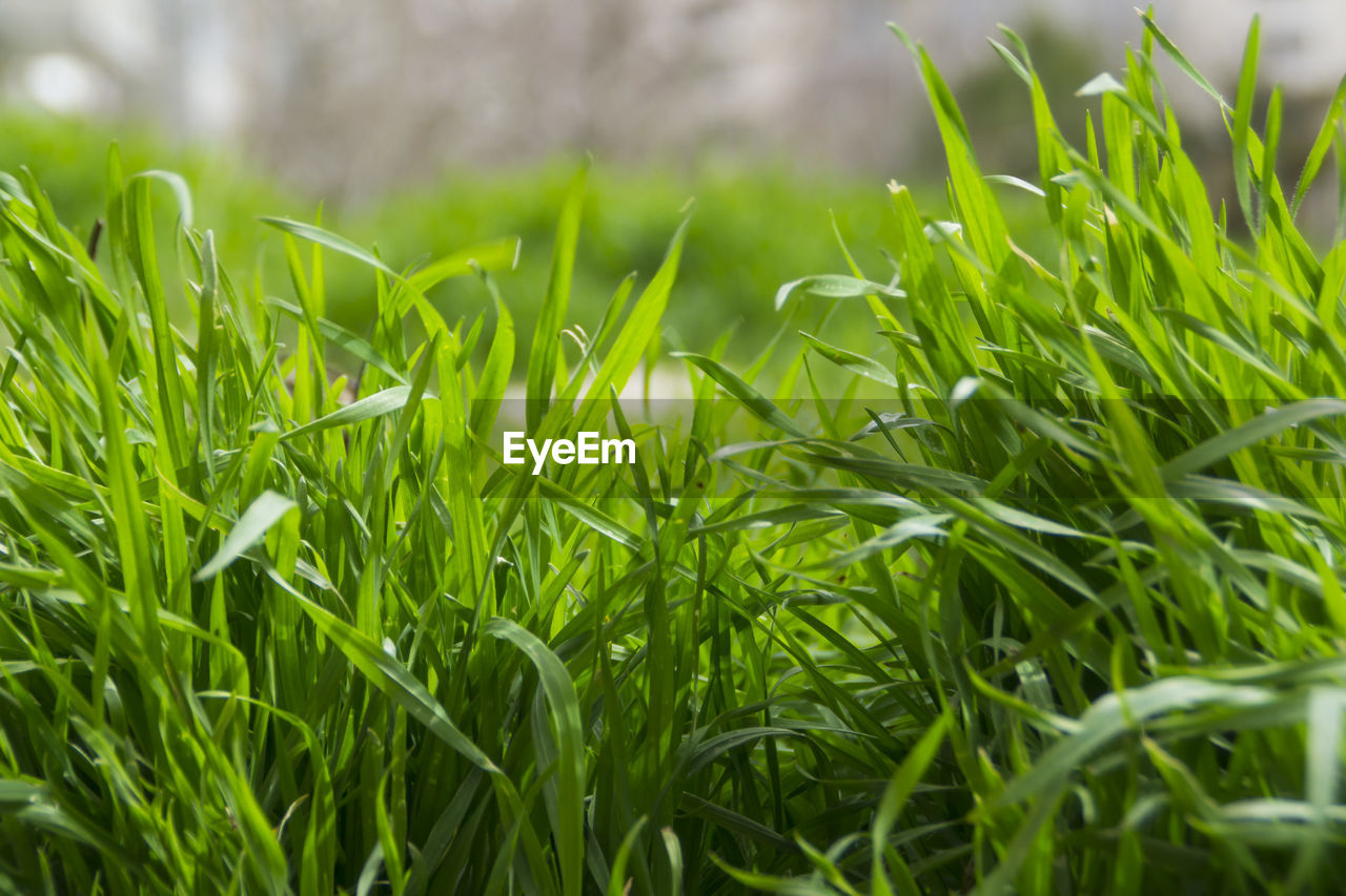 Close-up of wet grass growing on grassy field