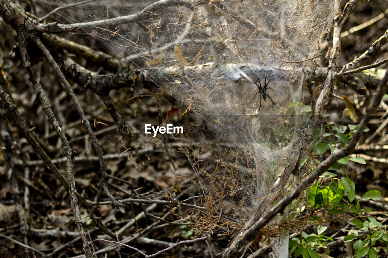 A funnel web spider in its web.