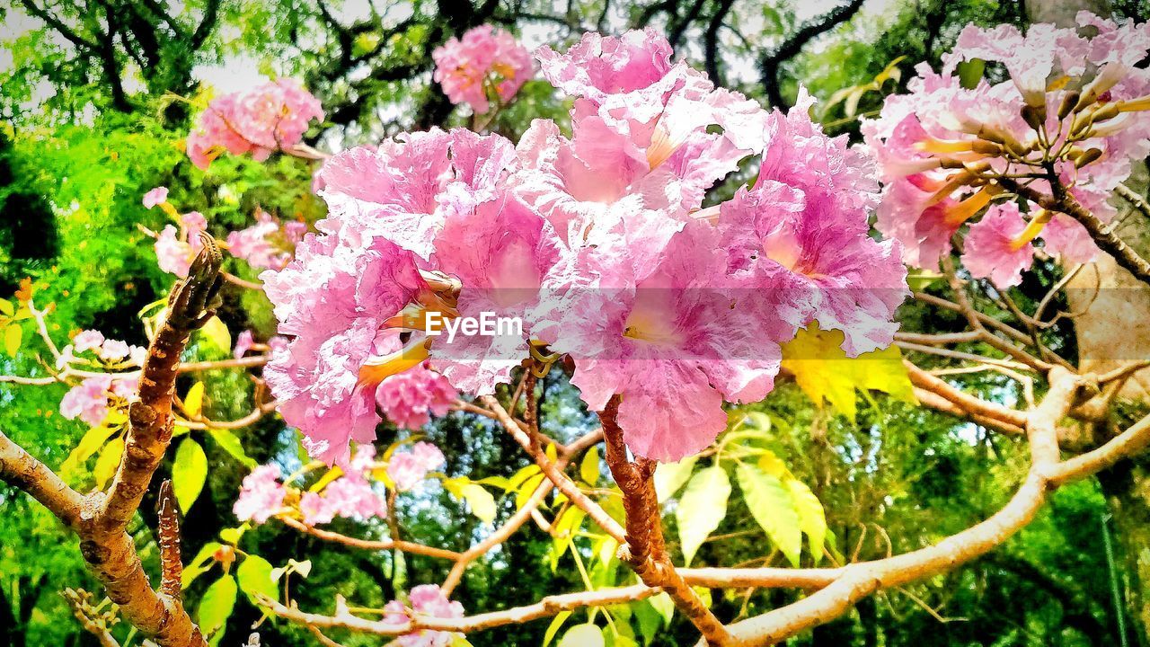 Close-up of pink flowers blooming on tree