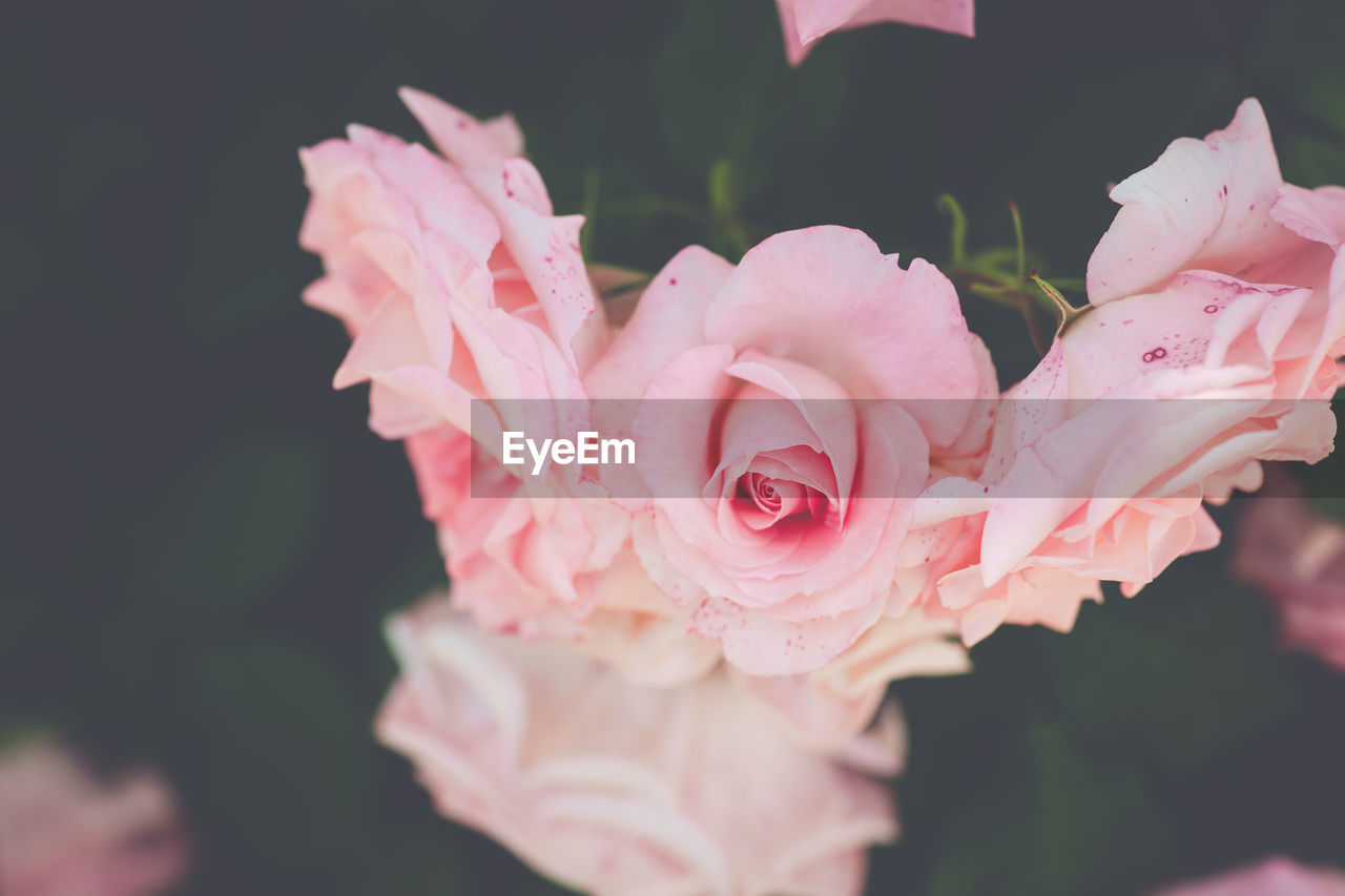 Close-up of pink rose