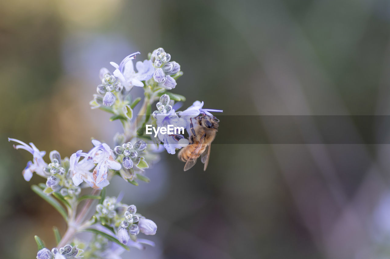 Close-up of bee pollinating on purple flower