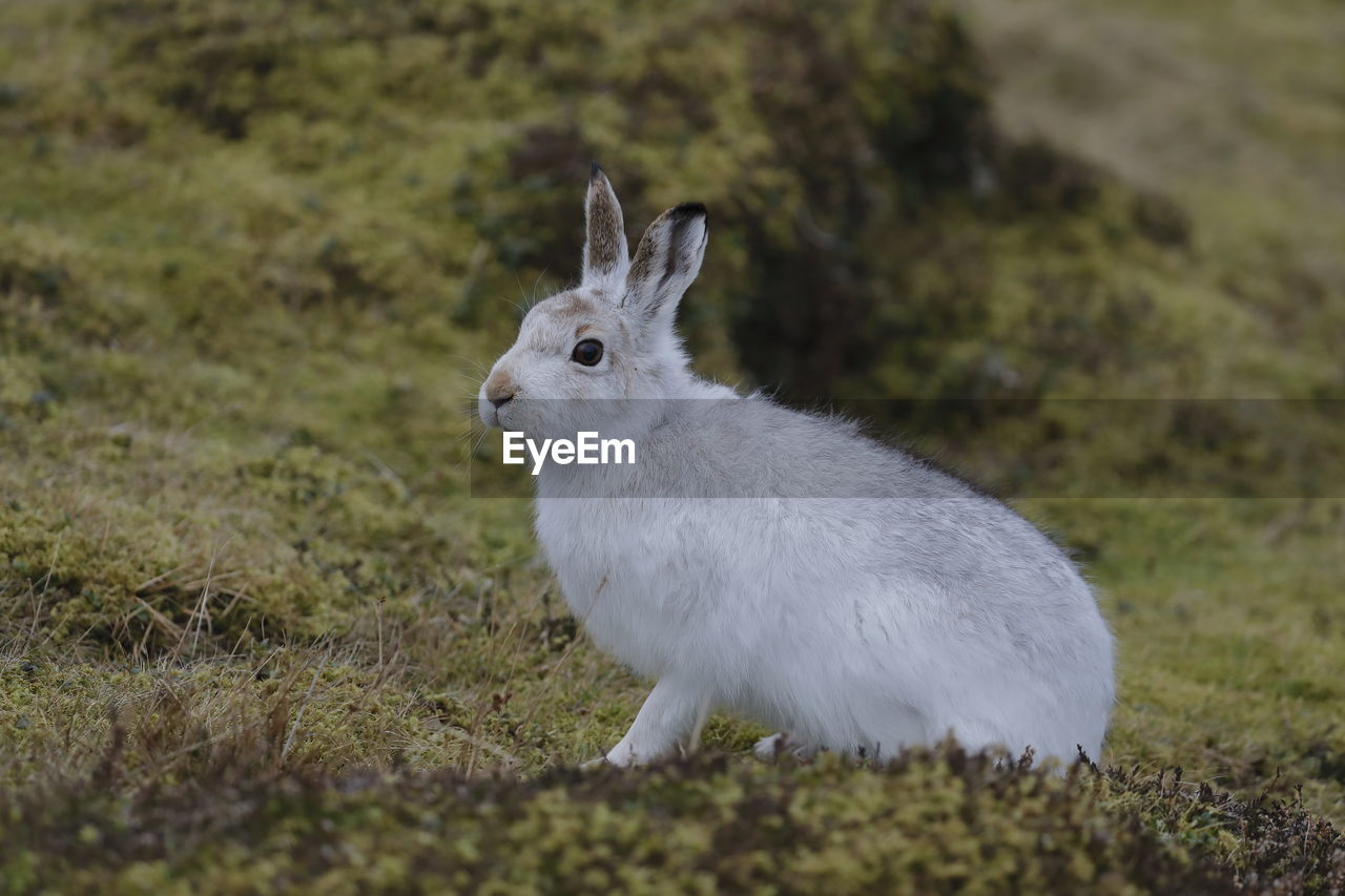 A mountain hare up close