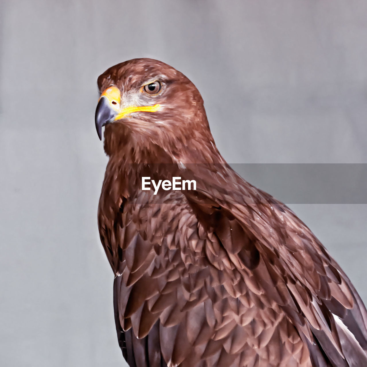 Close-up of a  steppe eagle